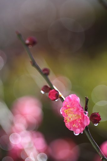 紅梅