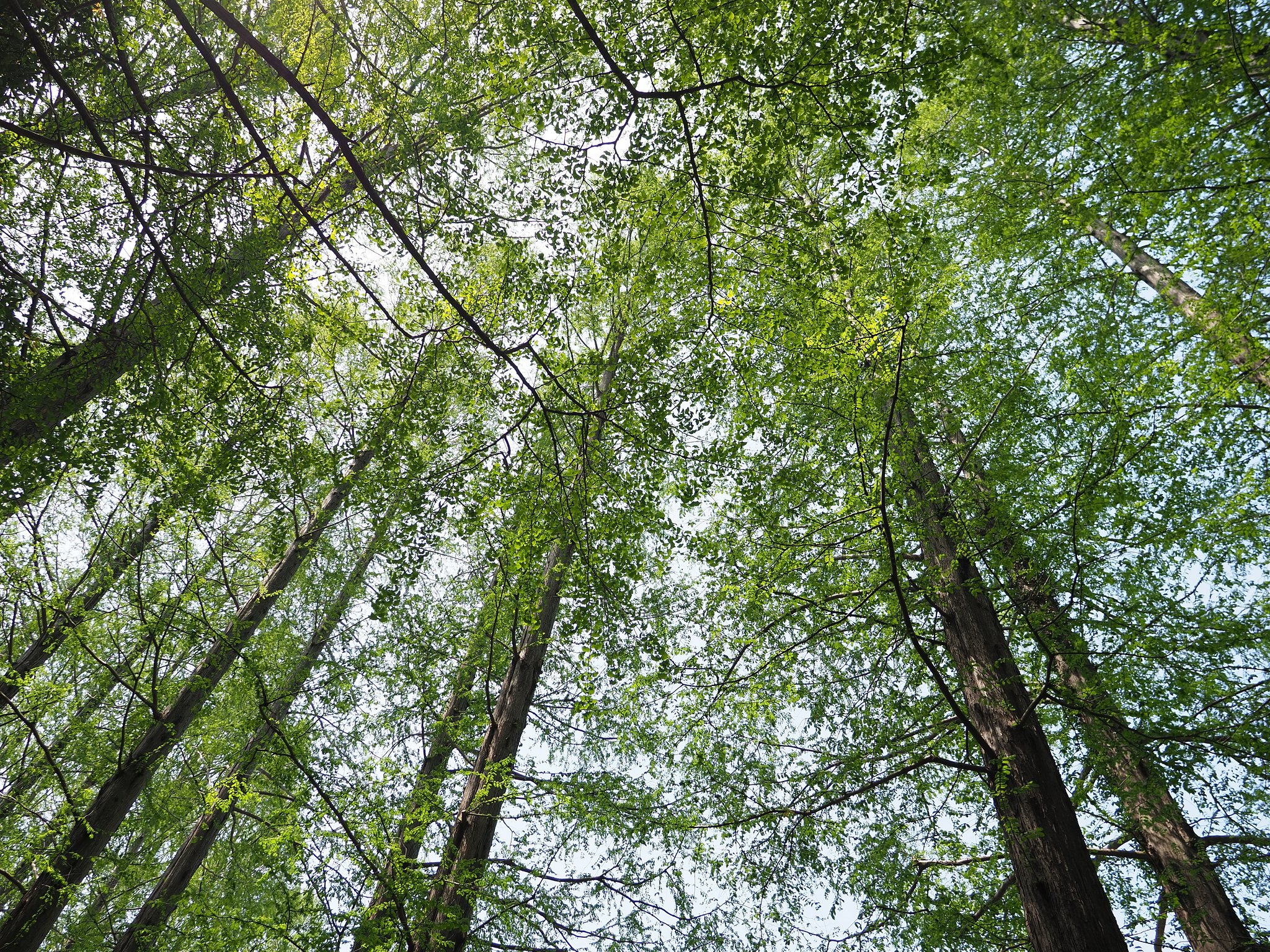 Let It Green 4