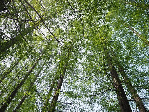 Let It Green 4