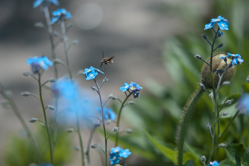 花と虫４
