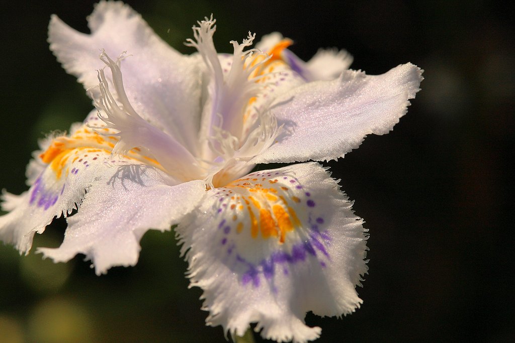 日陰の花　射干