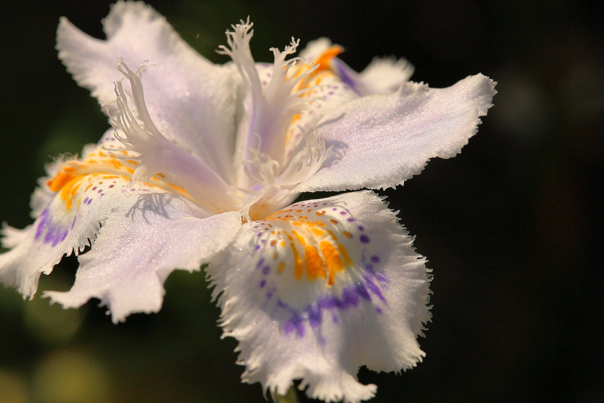 日陰の花　射干