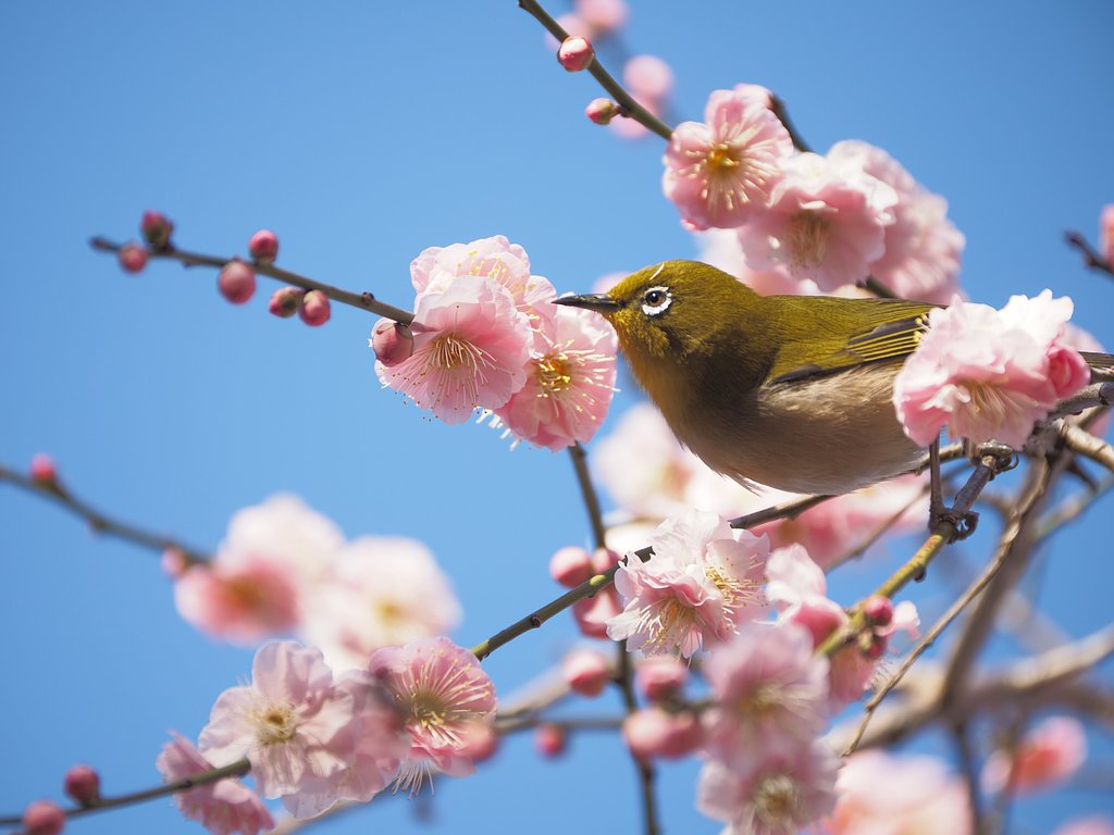 ハイ、ポーズ。