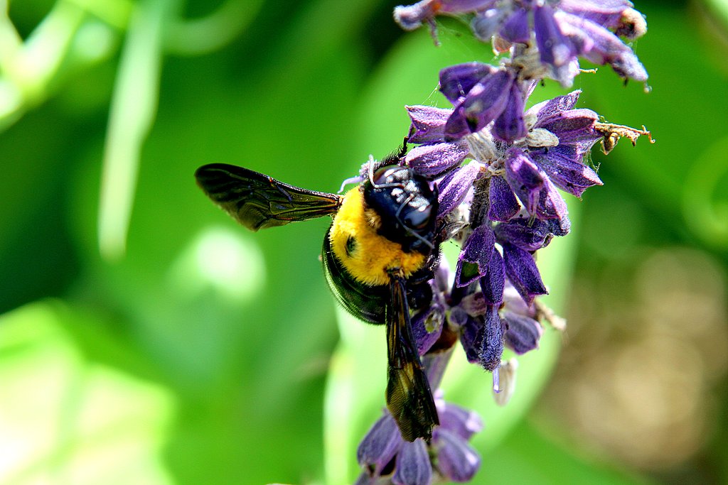 Tamron  28-300mm-F3.5-6.3【IF】Macro  A20