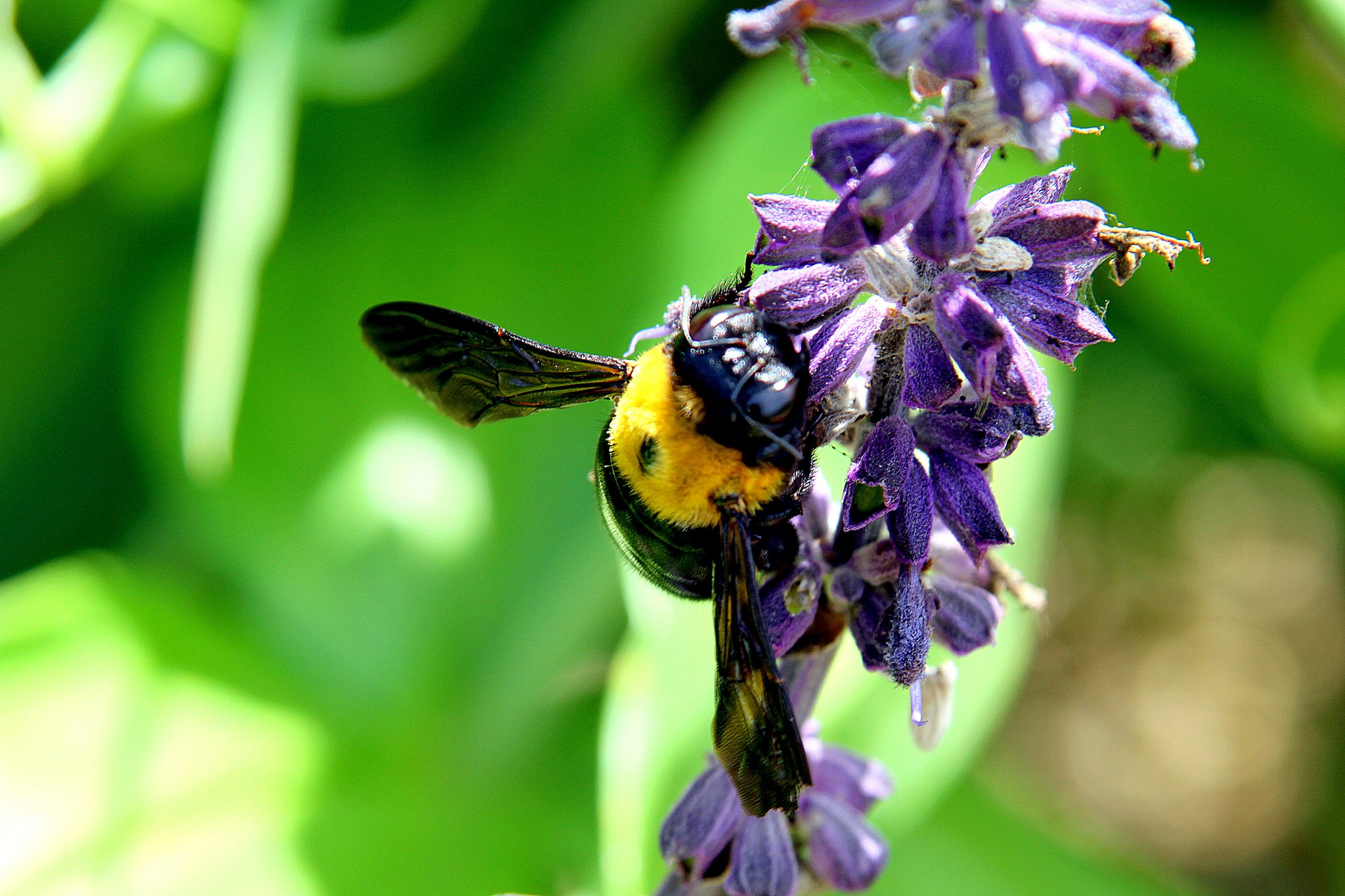 Tamron  28-300mm-F3.5-6.3【IF】Macro  A20