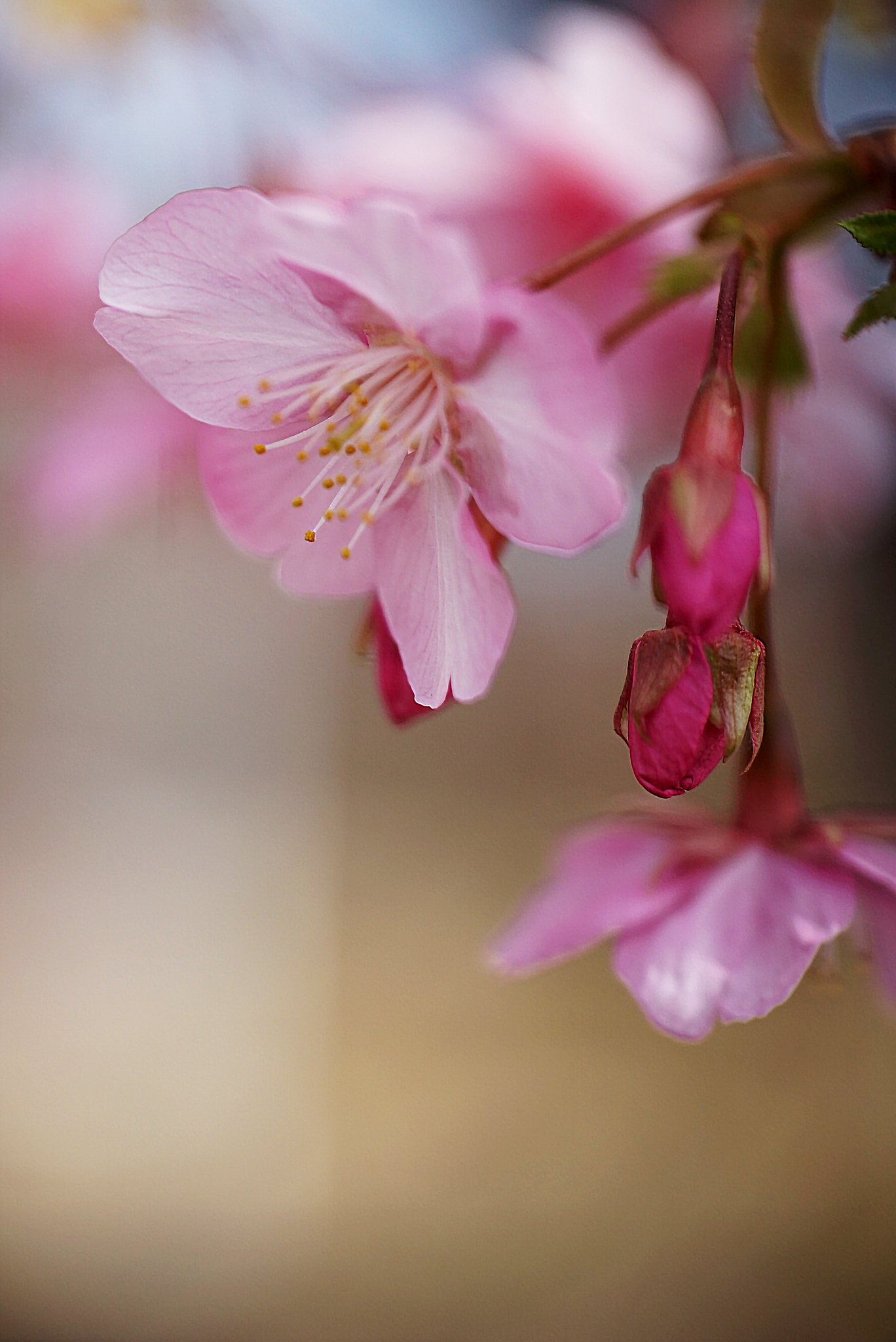 河津桜