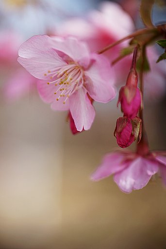 河津桜