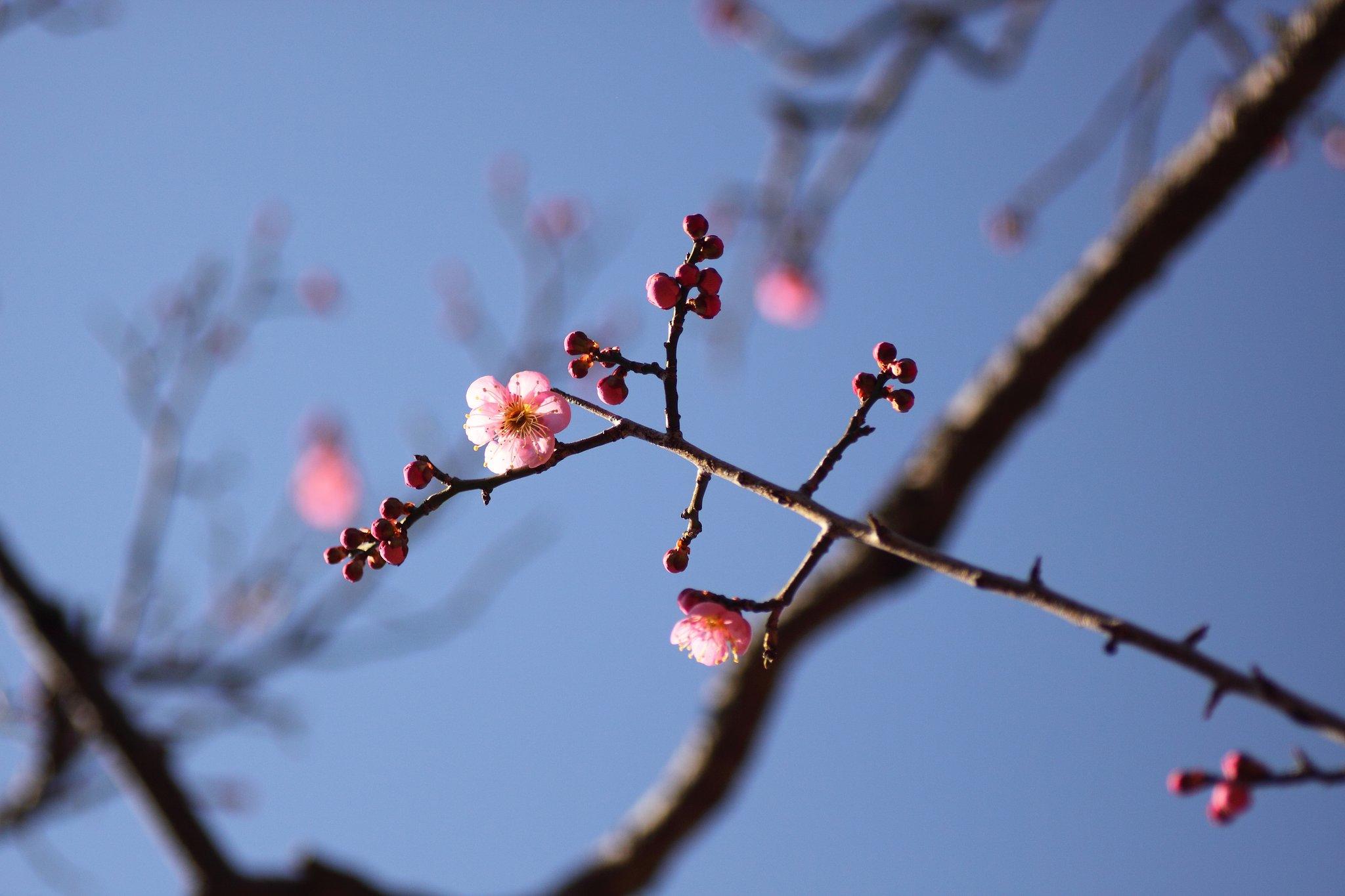 梅