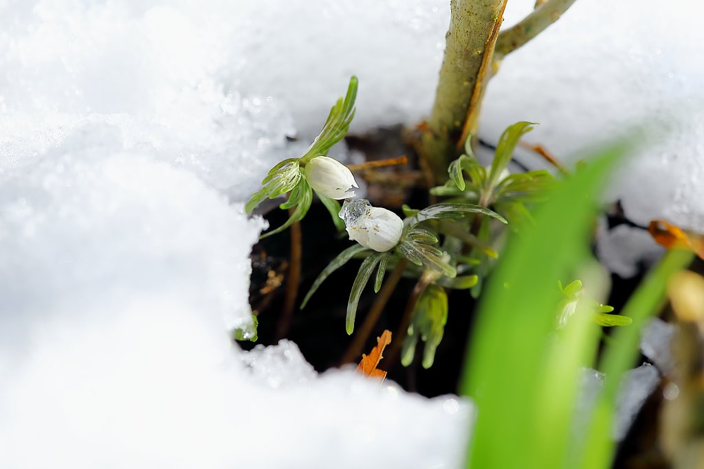 雪中セツブンソウ