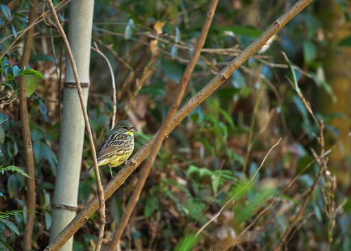 藪の中