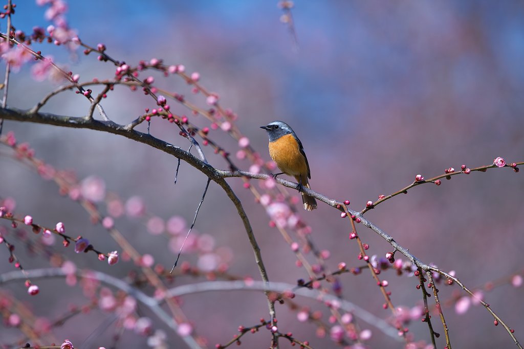 お立ち台