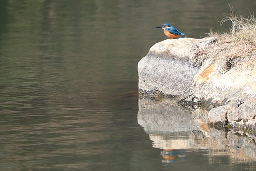 なぜにカワセミは人気なのか？