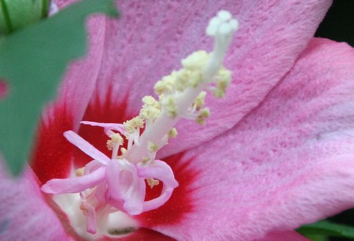 木槿