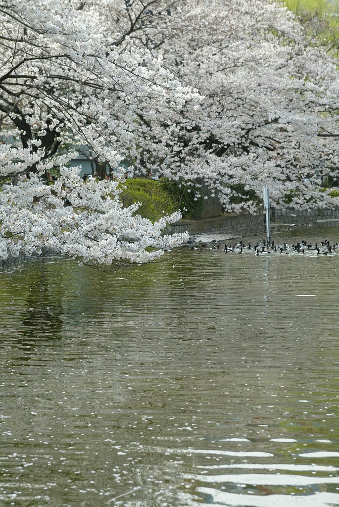花と鳥