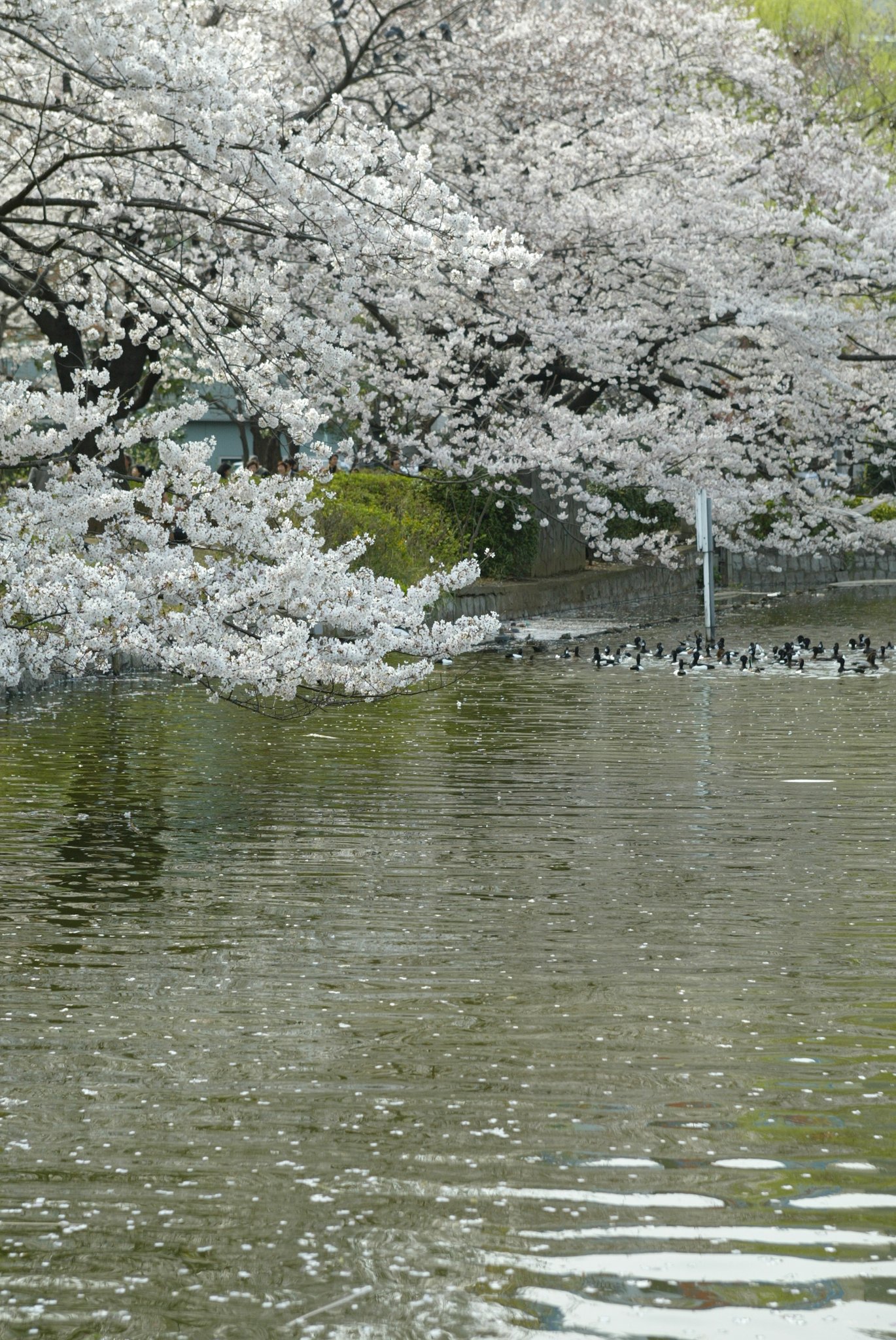 花と鳥