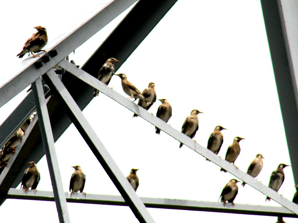 遠くの鳥
