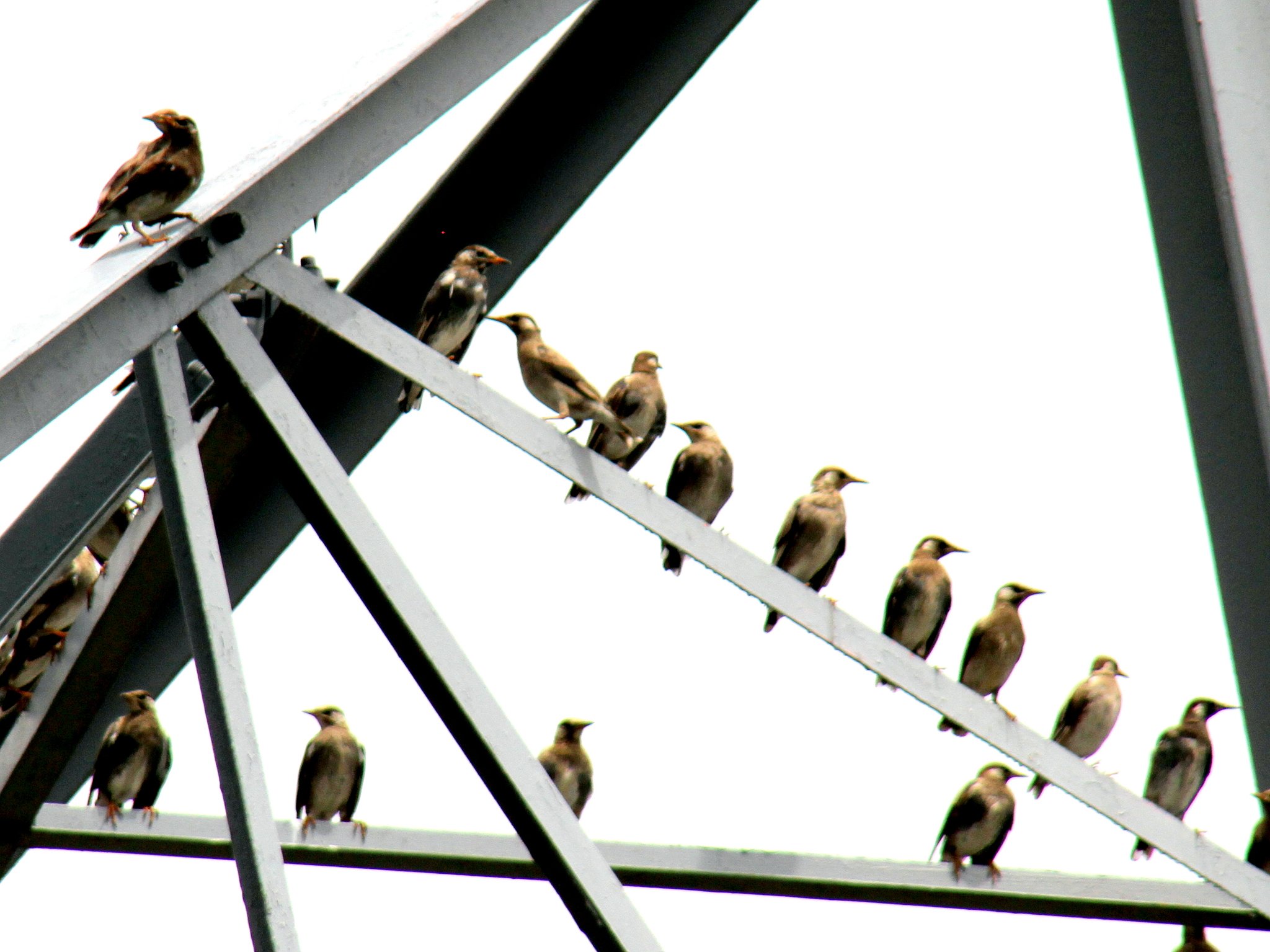 遠くの鳥