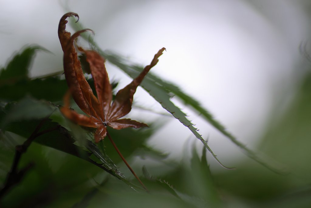Tamron 90mm f2.8 macro 172E