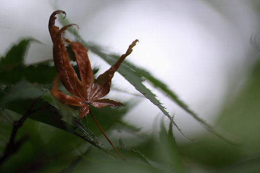 Tamron 90mm f2.8 macro 172E