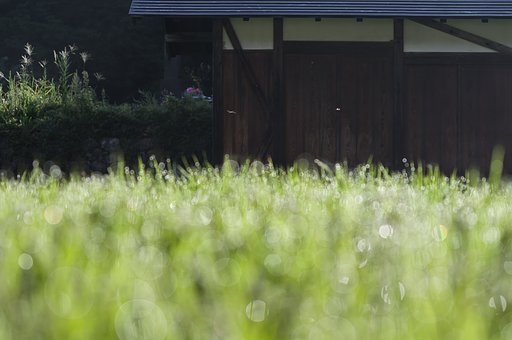 実りの季節間近