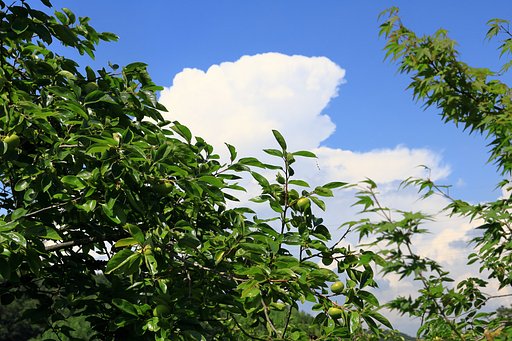 梅雨明け