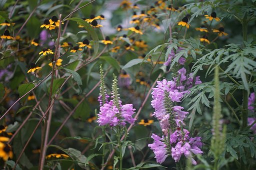 緑道、秋の花