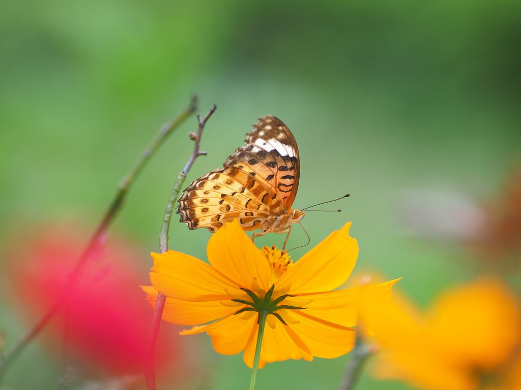 蝶よ、花よ。２
