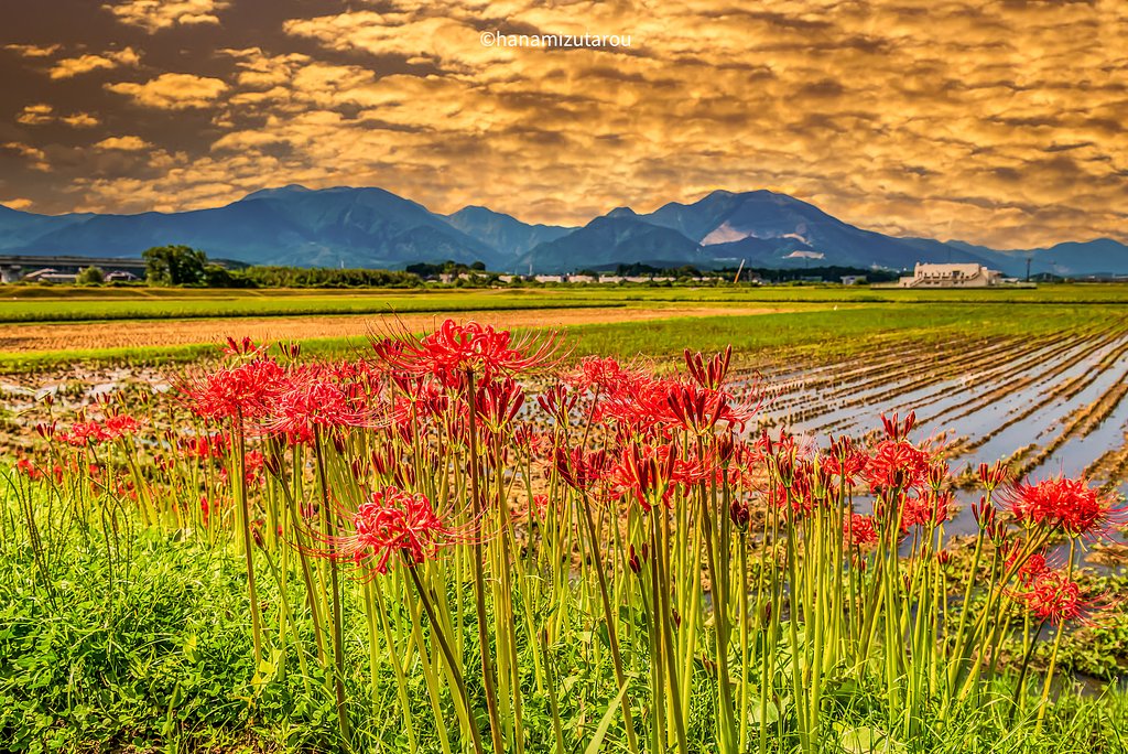 【情景】彼岸花の夕景