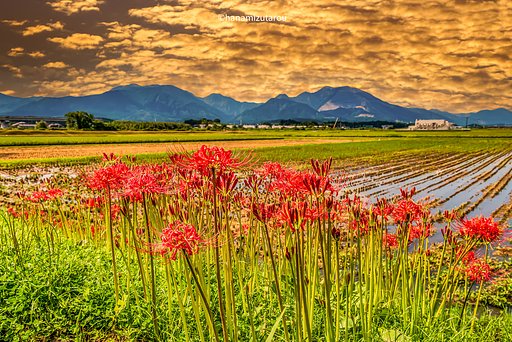 【情景】彼岸花の夕景