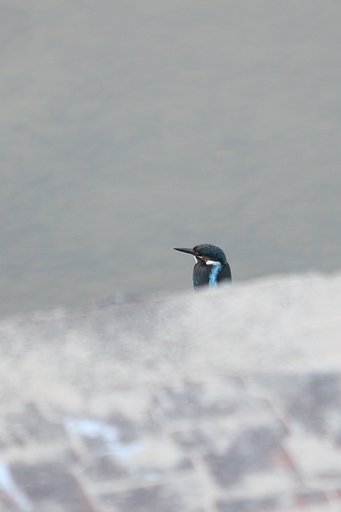 カワセミ回帰