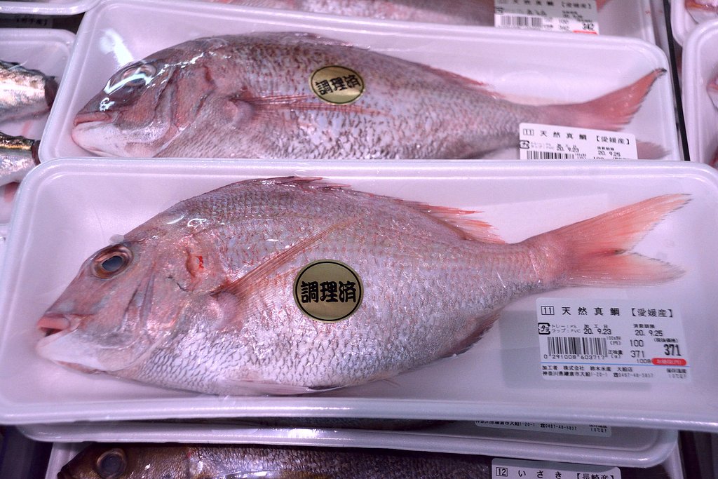 愛媛産真鯛