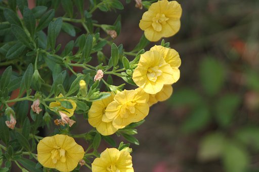 黄色な花