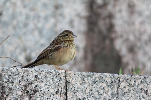 ホオジロ幼鳥