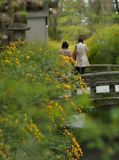 山吹を撮る
