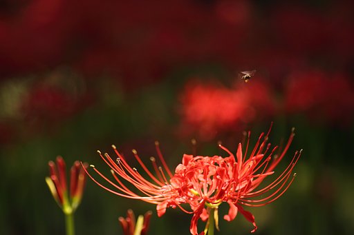 Tamron 90mm f2.8 macro 172E