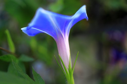 夏の朝
