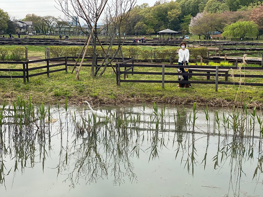 犬とサギ