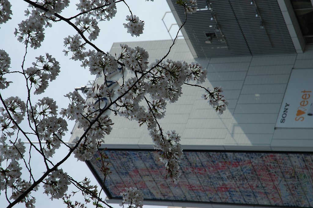 銀座の桜(２)
