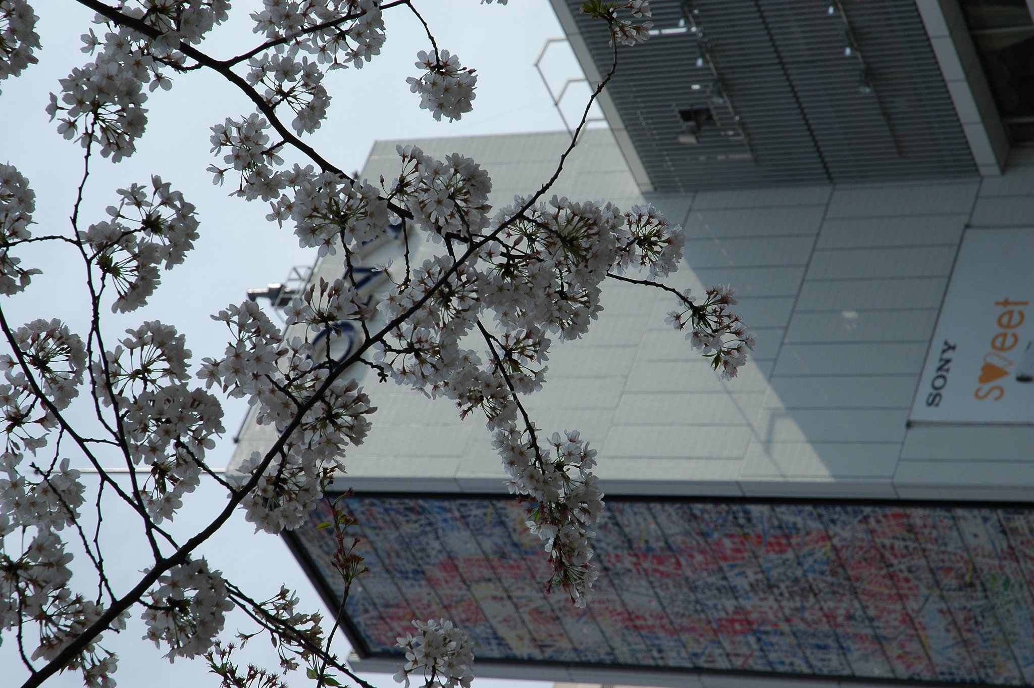 銀座の桜(２)