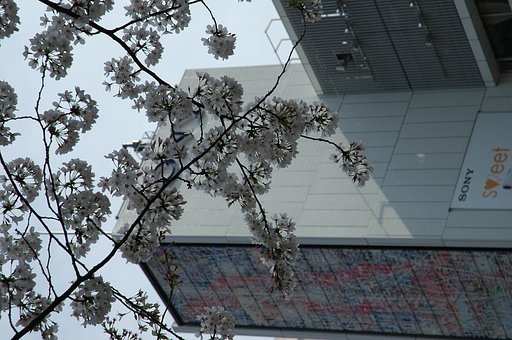 銀座の桜(２)