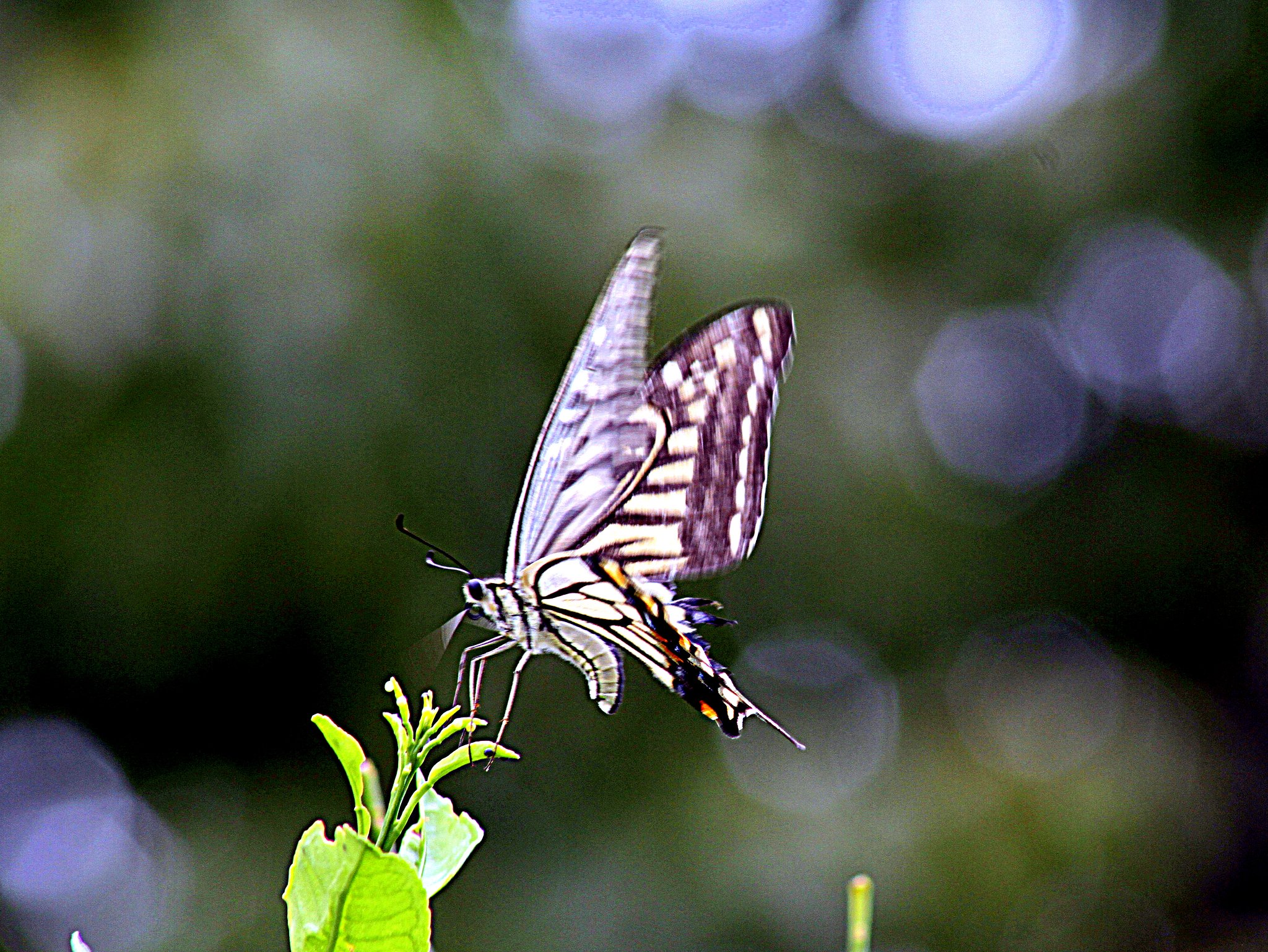 Canon EF75-300mm F4-5.6 Ⅲ　ＵＳＭ