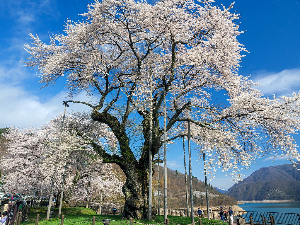【はな】荘川桜2016