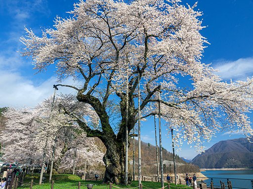 【はな】荘川桜2016