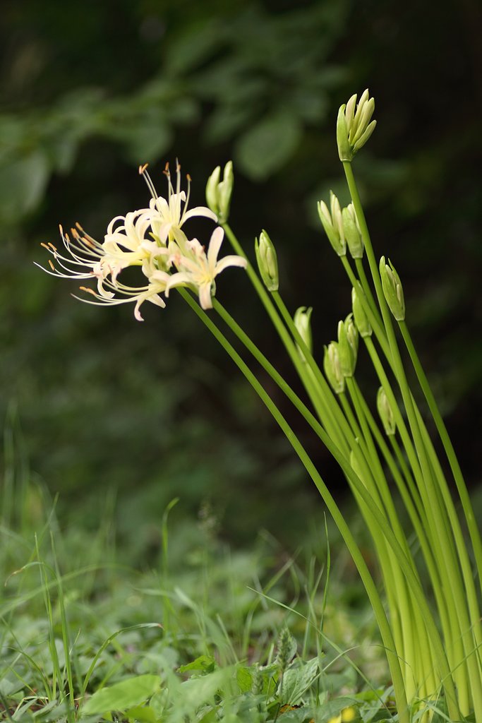 Tamron 90mm f2.8 macro 172E