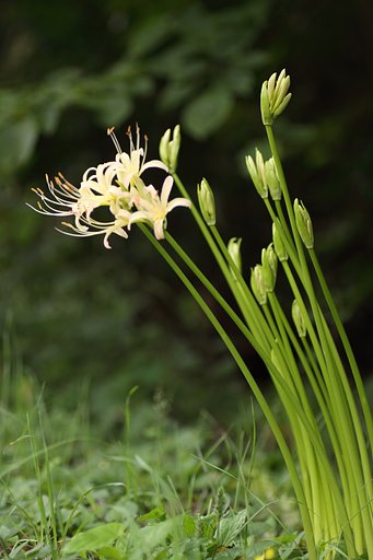 Tamron 90mm f2.8 macro 172E