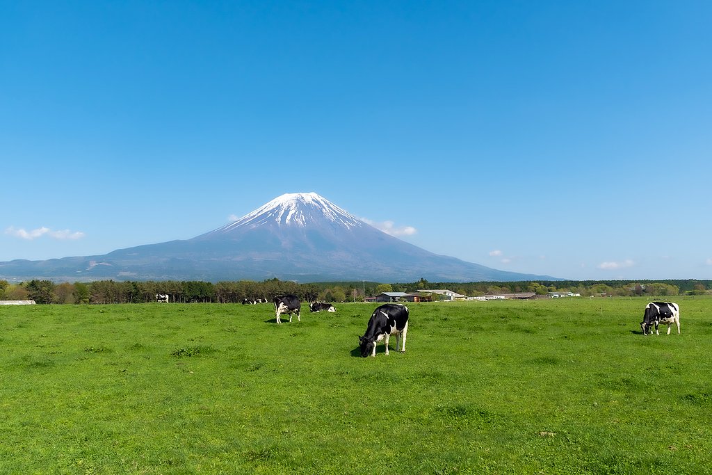 富士山と牛