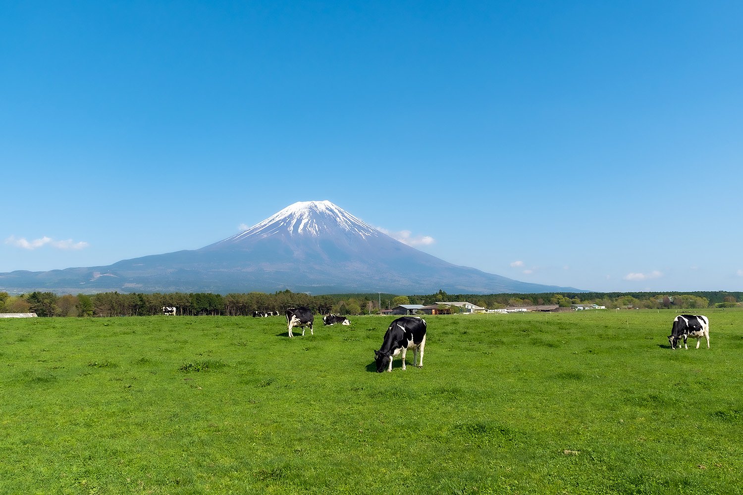 富士山と牛