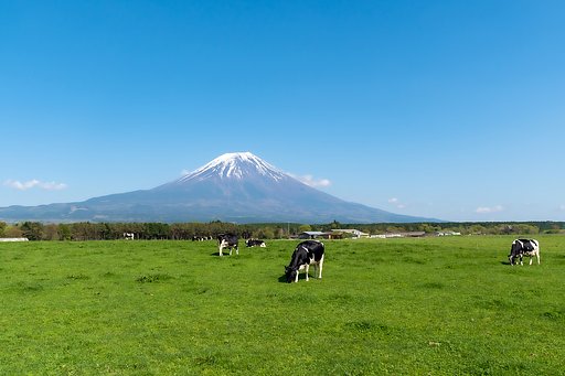 富士山と牛