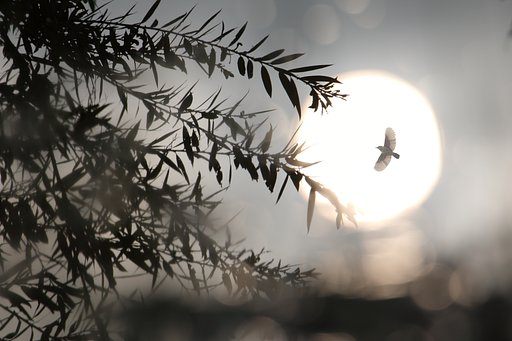 太陽の鳥セッカ　DPPでできる多重合成（暗）