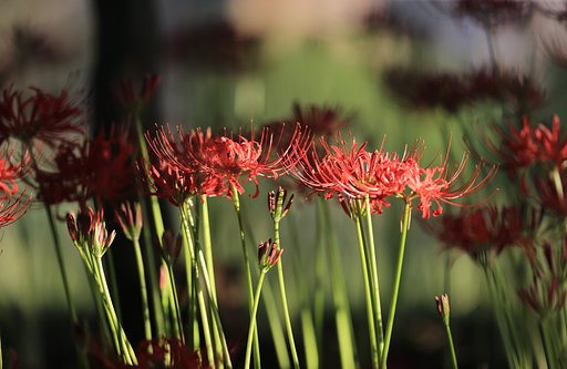 曼珠沙華